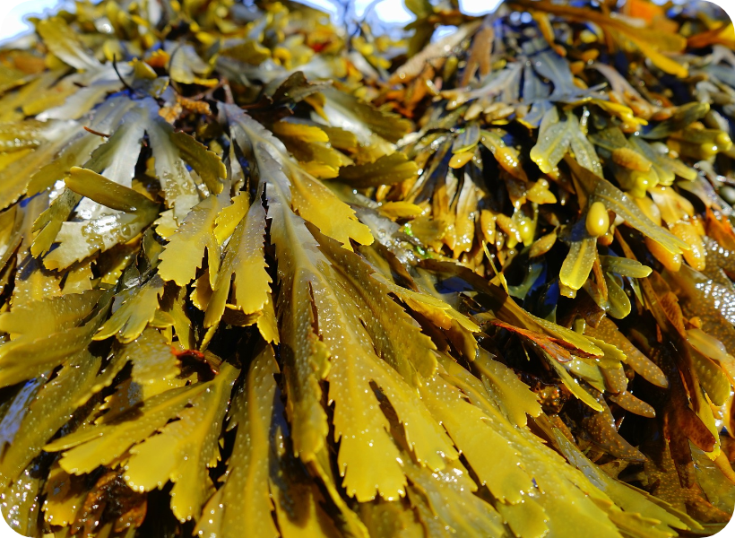 Brown Seaweed